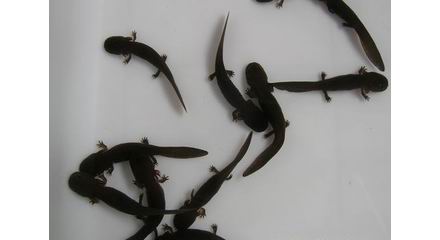 娃娃鱼苗购买的注意事项