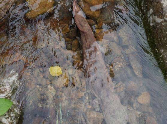 娃娃鱼苗应该如何选择？