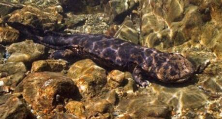 什么样的娃娃鱼养殖值得信赖