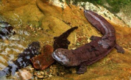 娃娃鱼养殖的特点是什么